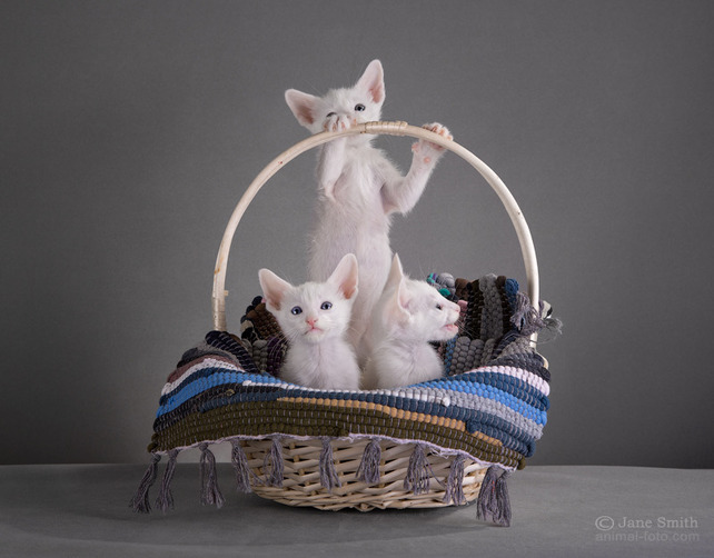 kittens oriental breed for sale