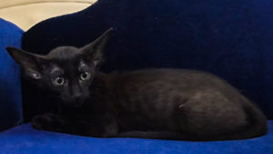 Photo black oriental cat