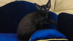 Photo black oriental cat