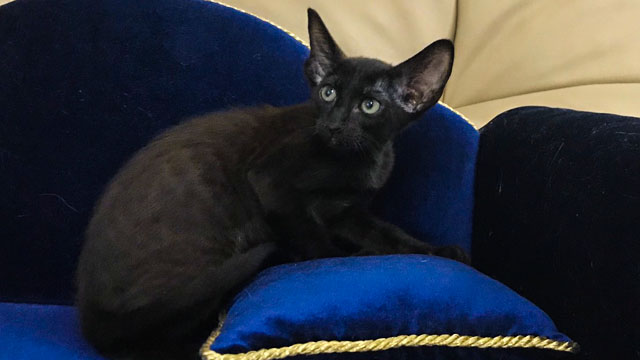 Oriental black kitty available