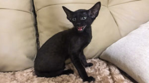 Oriental kitten black color