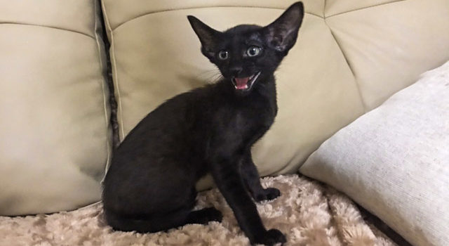 Oriental black (ebony) kitten