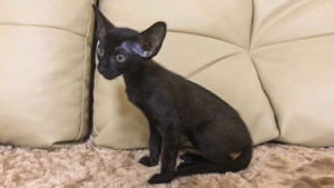 Oriental kitten black color