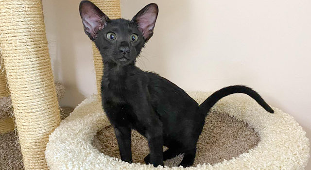 Black oriental kitty with emerald eyes