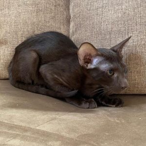 Chocolate oriental cat